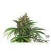 Master Kush feminizada de Dutch Passion