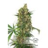 Master Kush feminizada de Dutch Passion