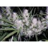 Master Kush feminizada de Dutch Passion
