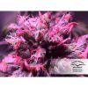 Master Kush feminizada de Dutch Passion