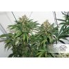 Master Kush feminizada de Dutch Passion