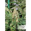 Master Kush feminizada de Dutch Passion