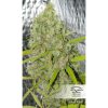 Orange Bud feminizada de Dutch Passion