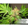 Orange Bud feminizada de Dutch Passion