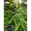 Pamir Gold feminizada de Dutch Passion