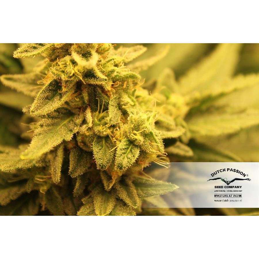 Pamir Gold feminizada de Dutch Passion