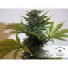 Pamir Gold feminizada de Dutch Passion