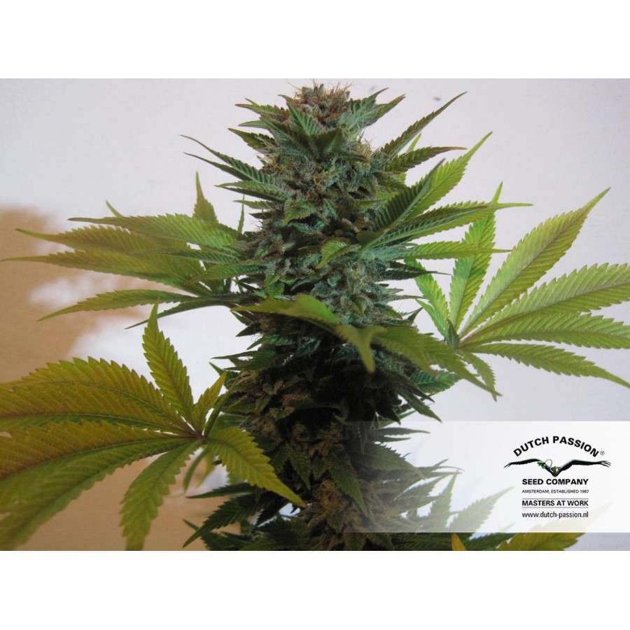 Pamir Gold feminizada de Dutch Passion