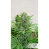 Pamir Gold feminizada de Dutch Passion