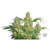 Power Plant feminizada de Dutch Passion