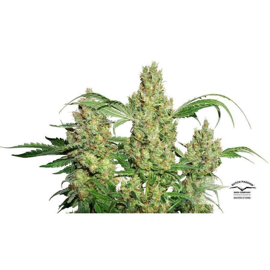 Power Plant feminizada de Dutch Passion