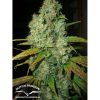 Power Plant feminizada de Dutch Passion