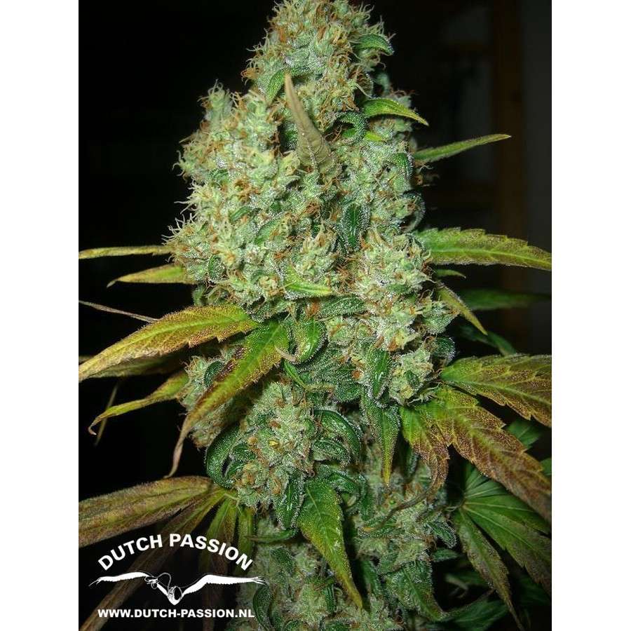 Power Plant feminizada de Dutch Passion