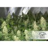 Power Plant feminizada de Dutch Passion