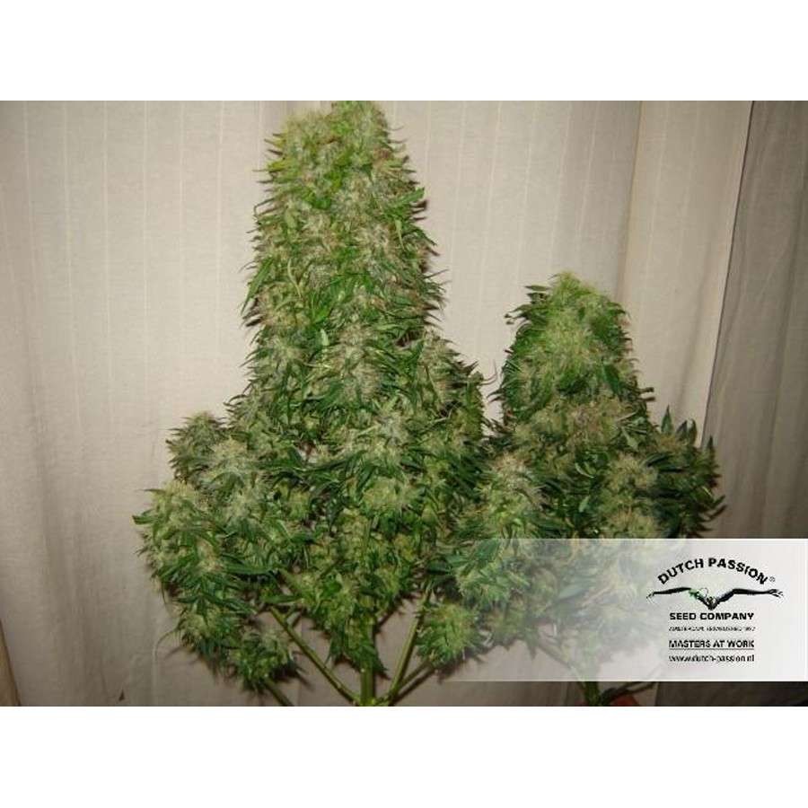 Power Plant feminizada de Dutch Passion