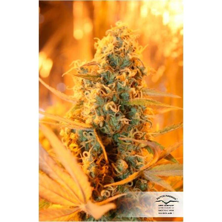 Power Plant feminizada de Dutch Passion