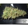 Power Plant feminizada de Dutch Passion