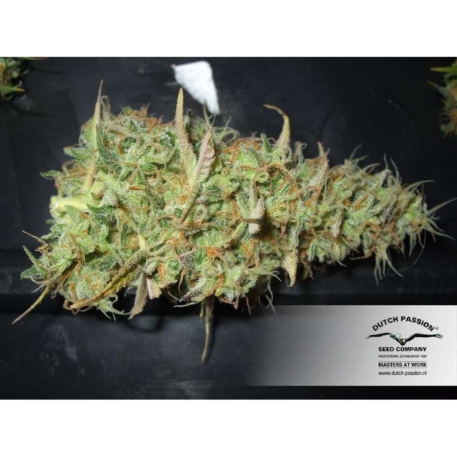 Power Plant feminizada de Dutch Passion