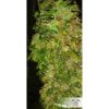 Skunk #11 feminizada de Dutch Passion
