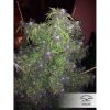 Skunk #11 feminizada de Dutch Passion