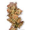 Skunk #11 feminizada de Dutch Passion