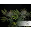 Skunk #11 feminizada de Dutch Passion