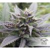 Skunk #11 feminizada de Dutch Passion