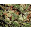 Snow Bud feminizada de Dutch Passion