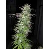 Snow Bud feminizada de Dutch Passion