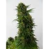 Snow Bud feminizada de Dutch Passion