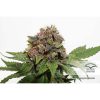 Strawberry Cough feminizada de Dutch Passion