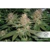 Strawberry Cough feminizada de Dutch Passion