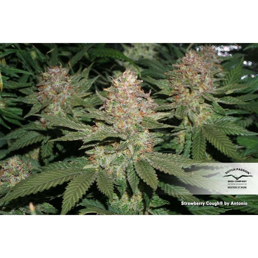 Strawberry Cough feminizada de Dutch Passion