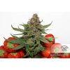 Strawberry Cough feminizada de Dutch Passion