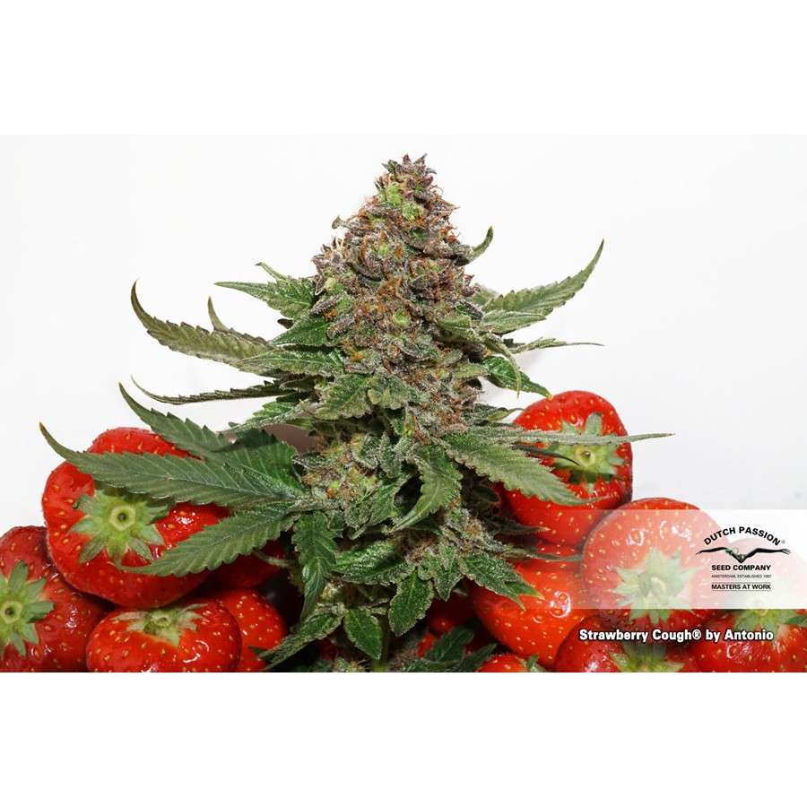 Strawberry Cough feminizada de Dutch Passion