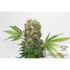 Strawberry Cough feminizada de Dutch Passion