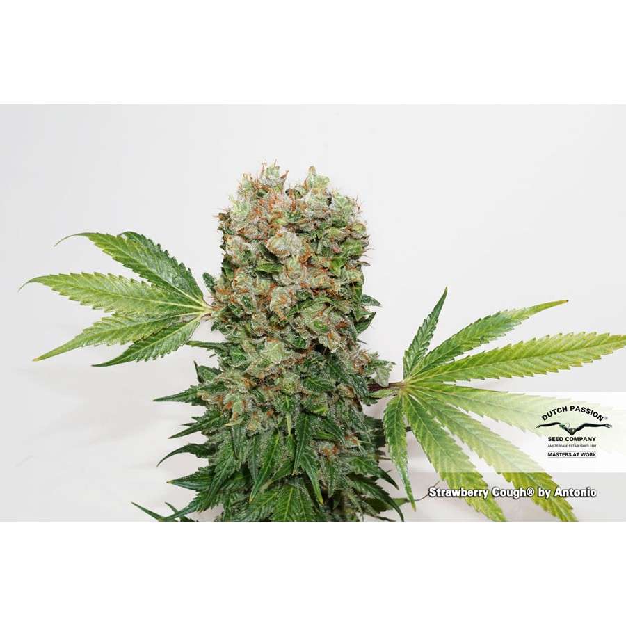 Strawberry Cough feminizada de Dutch Passion
