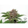 Strawberry Cough feminizada de Dutch Passion