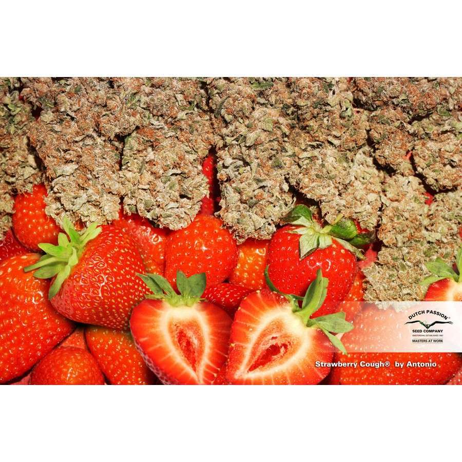 Strawberry Cough feminizada de Dutch Passion
