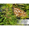 Strawberry Cough feminizada de Dutch Passion