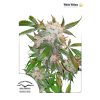 White Widow feminizada de Dutch Passion