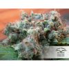 White Widow feminizada de Dutch Passion