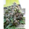 White Widow feminizada de Dutch Passion