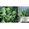 White Widow feminizada de Dutch Passion