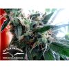 White Widow feminizada de Dutch Passion