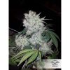 White Widow feminizada de Dutch Passion