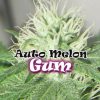 Auto Melon Gum de Dr. Underground