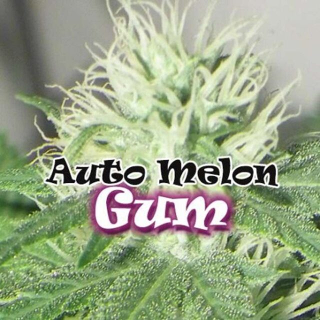 Auto Melon Gum de Dr. Underground