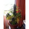 Auto Melon Gum de Dr. Underground