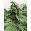 Black Jesus OG feminizada de Dr. Underground